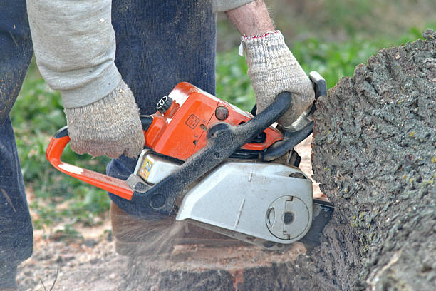 Best Hazardous Tree Removal  in Barnsdall, OK